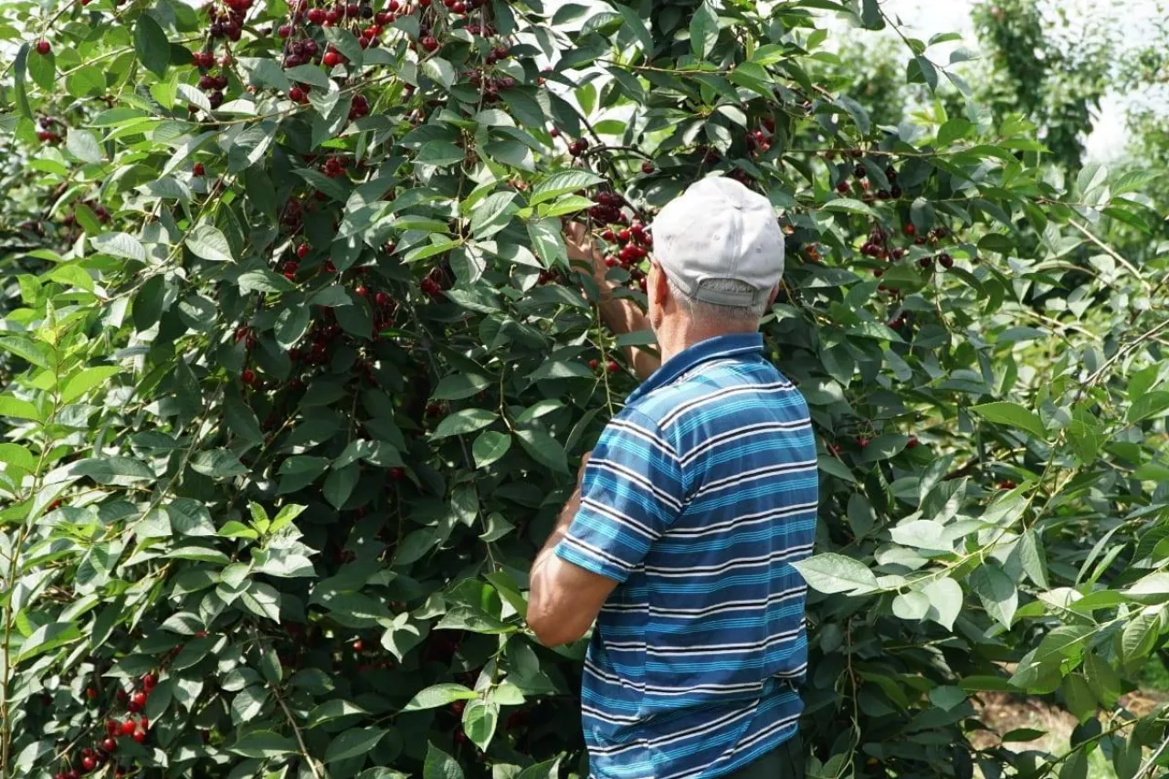 nielegalna praca przy zbiorze wiśni