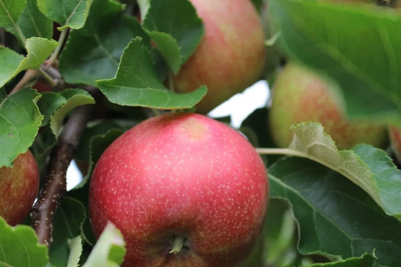 oparzenia słoneczne na jabłkach