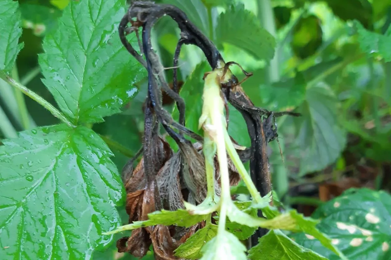 rak bakteryjny malin