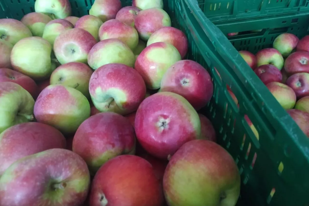 ceny jabłek deserowych