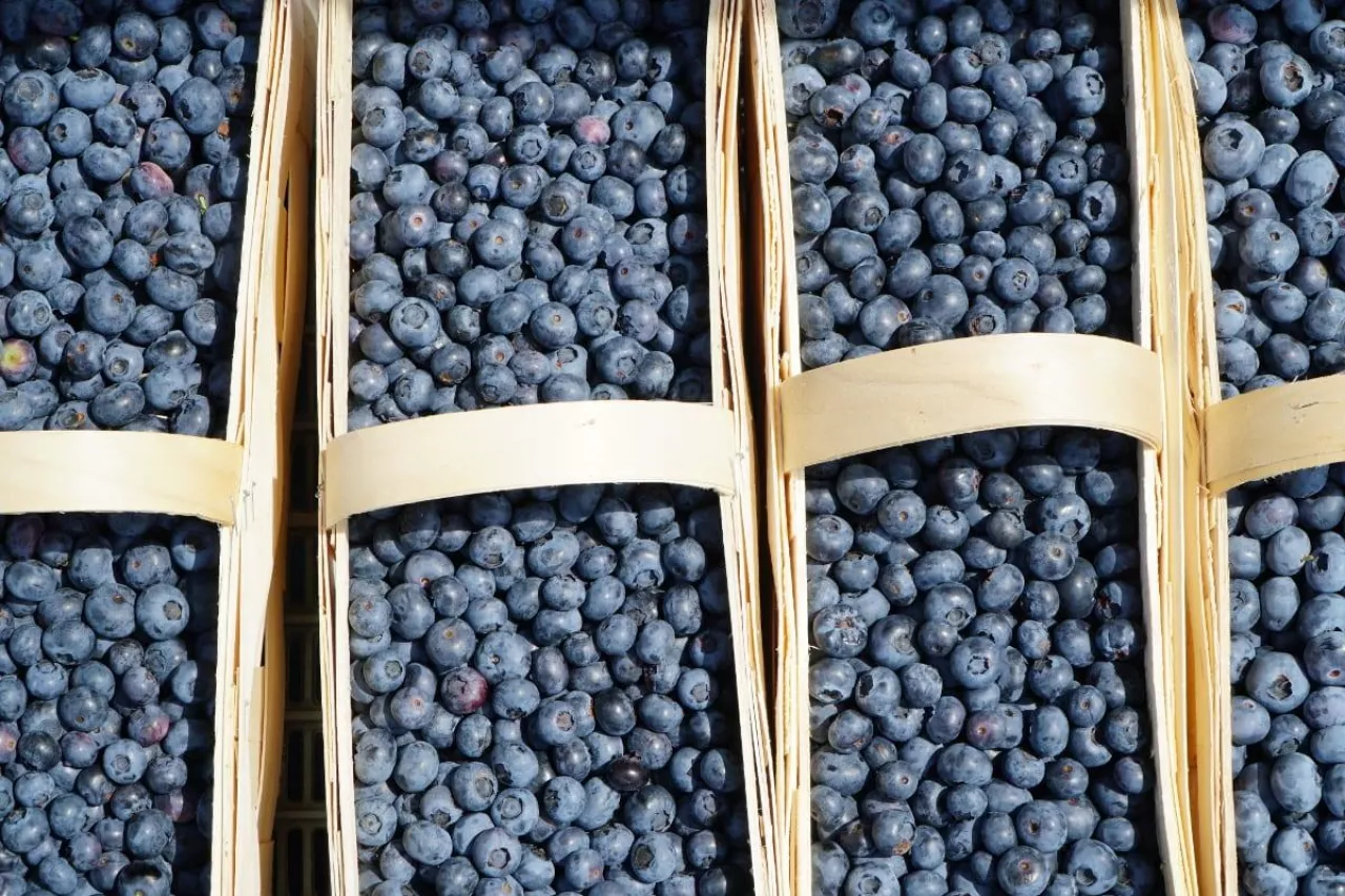 ceny owoców miękkich u pośredników