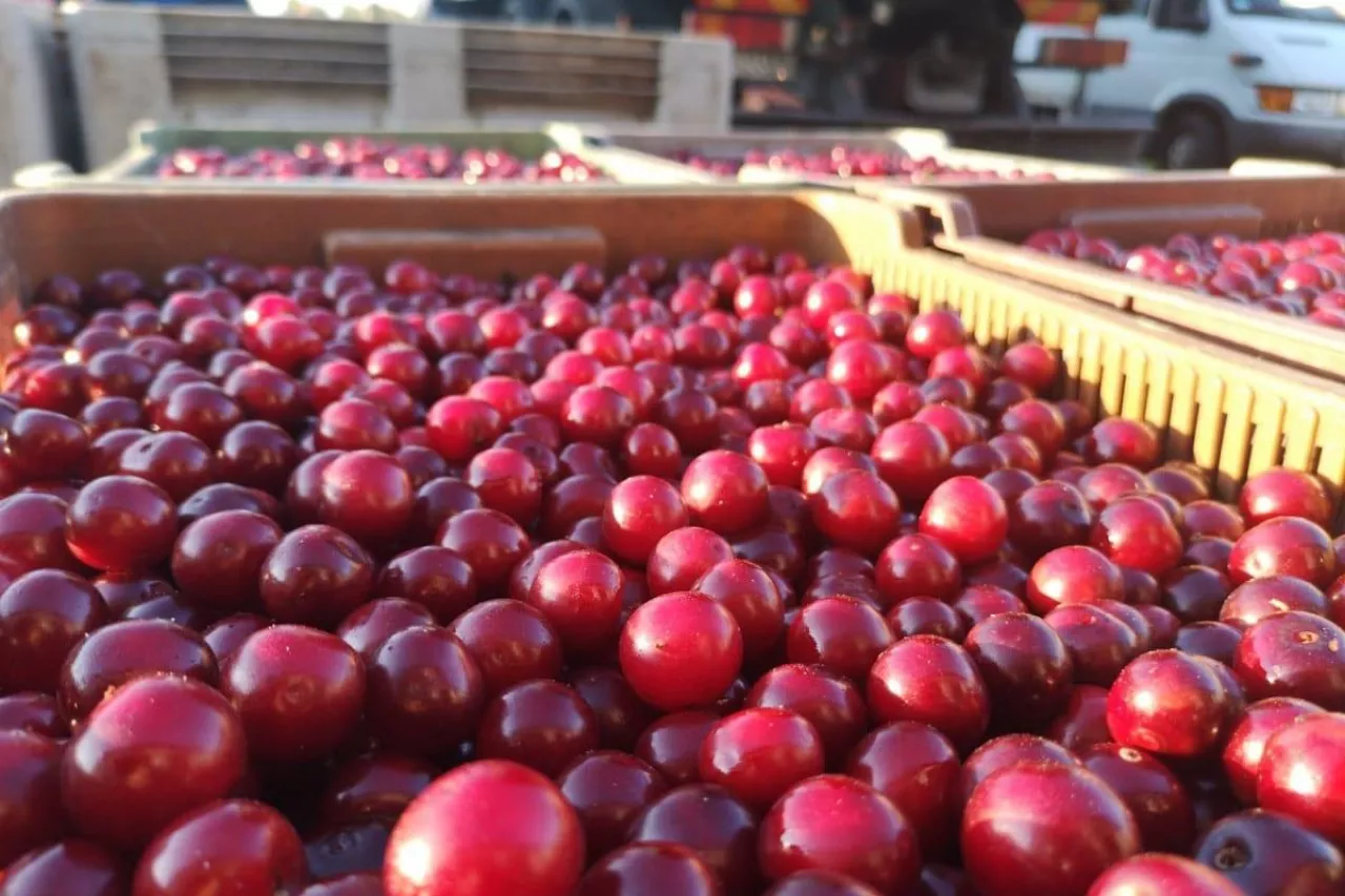 koniec skupu wiśni na mrozenie