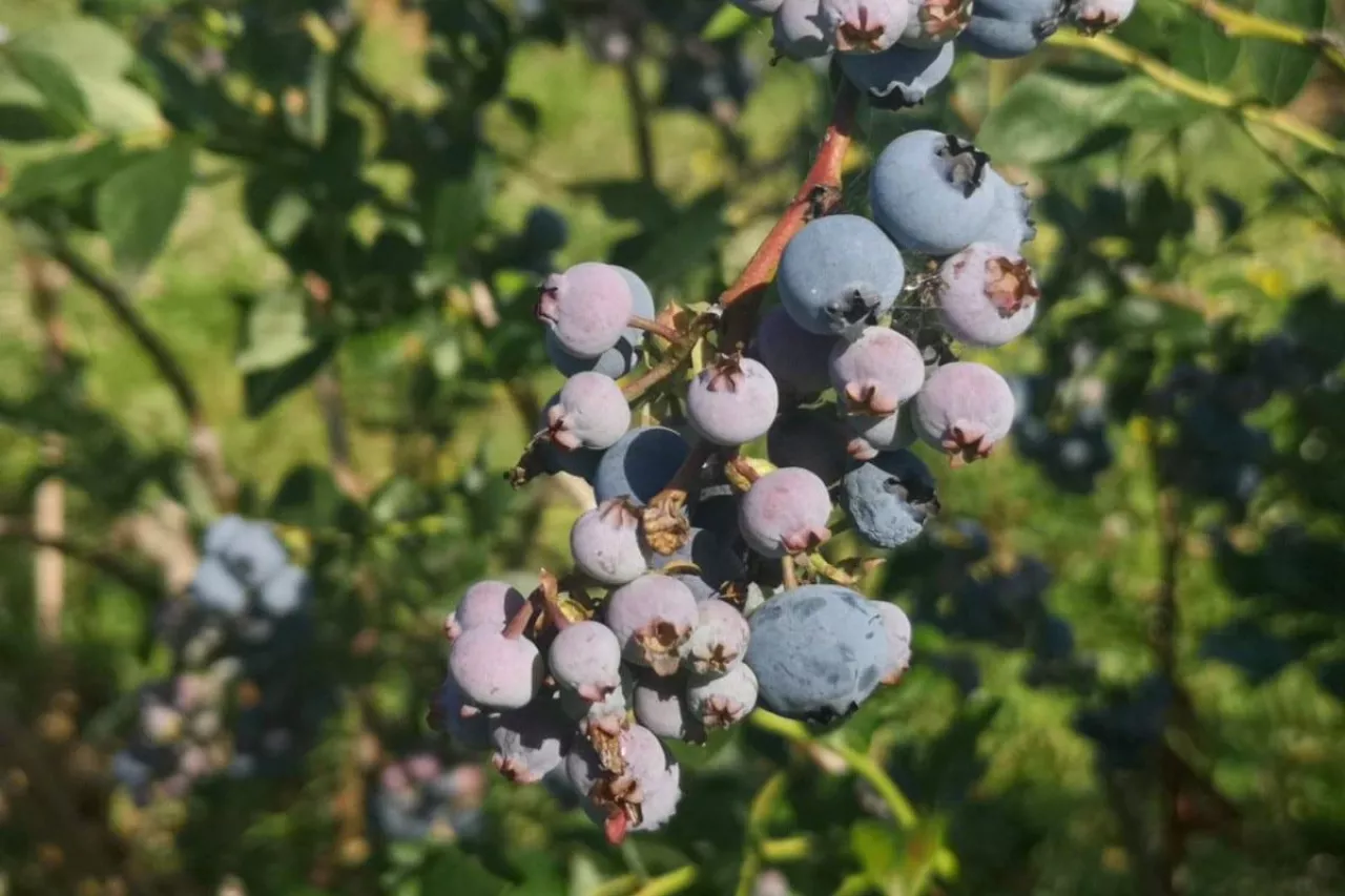 borówka nawożenie po zbiorach