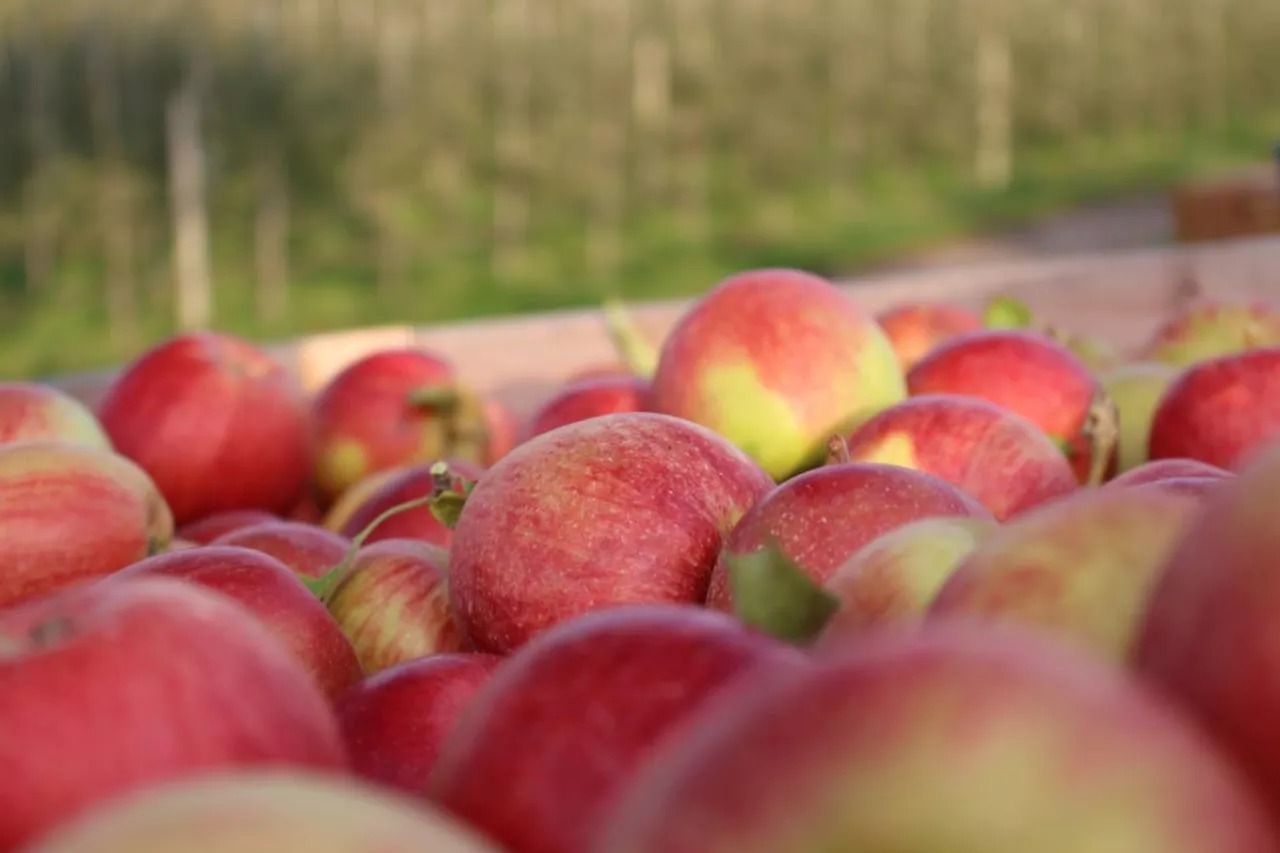 zbiory jabłek 2020