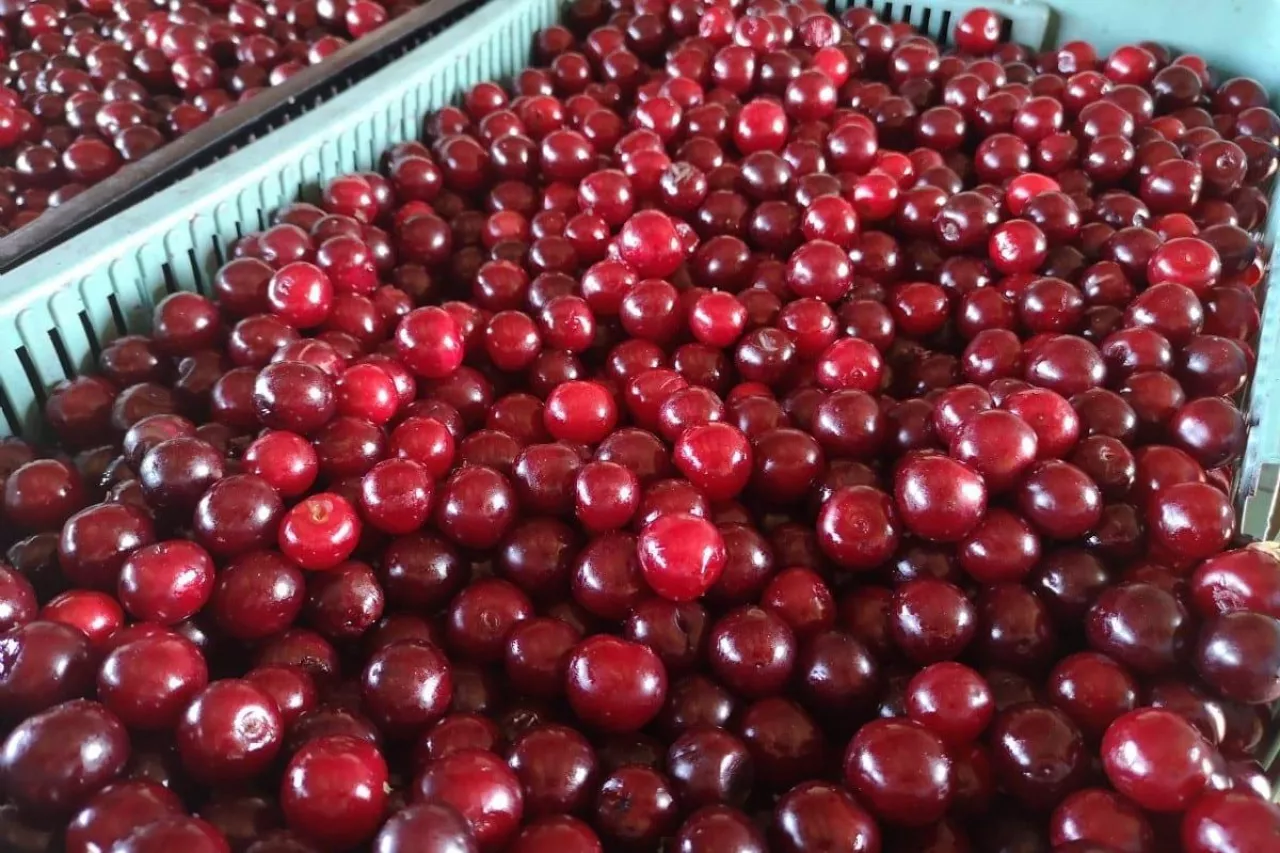 zmowa cenowa na rynku wiśni