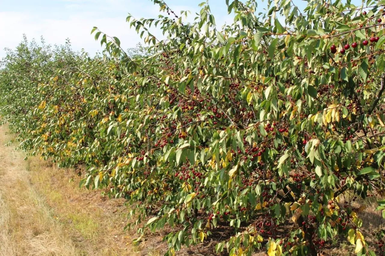 cięcie wiśni po zbiorach