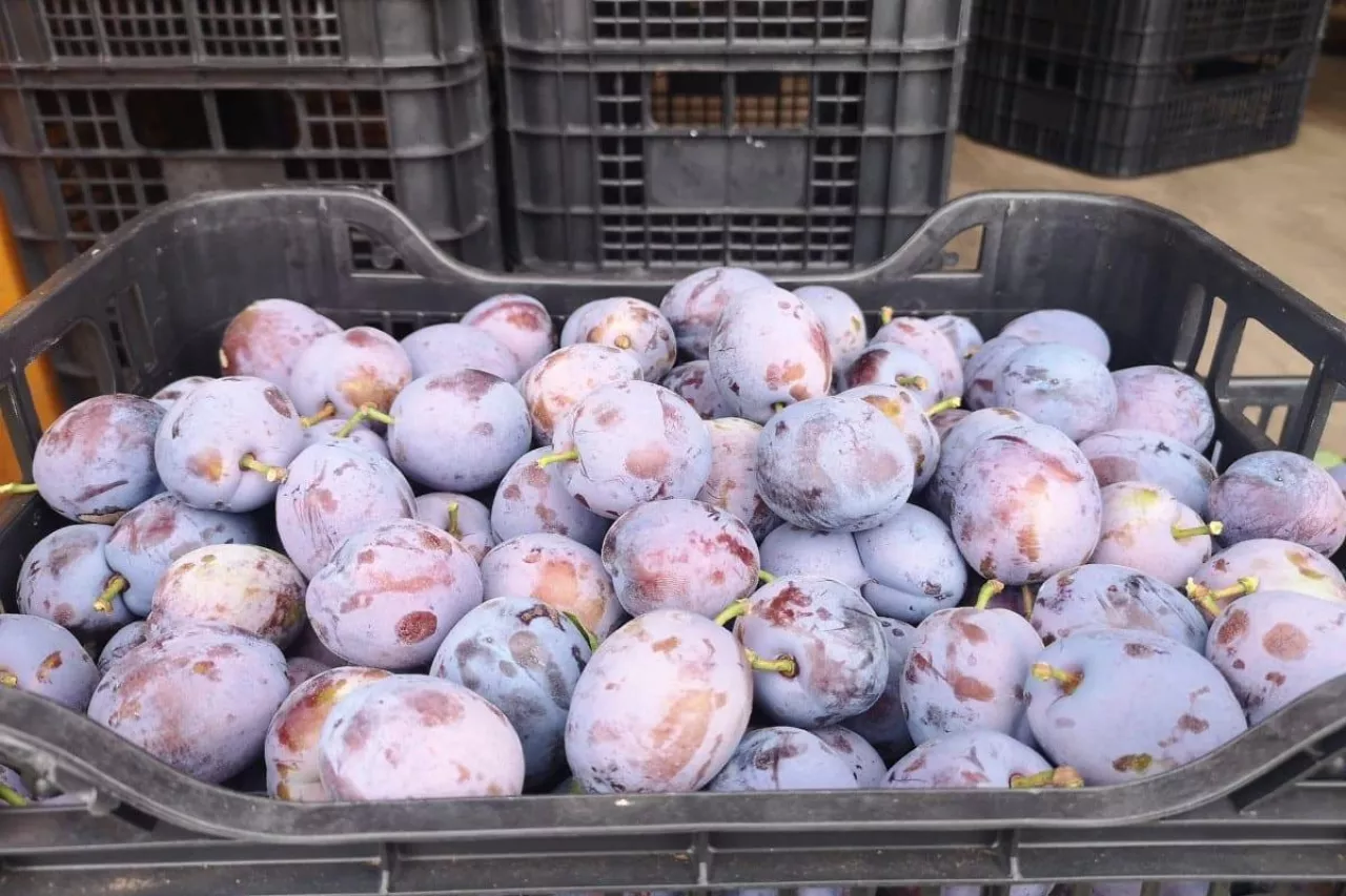 Cacanska Lepotica ceny