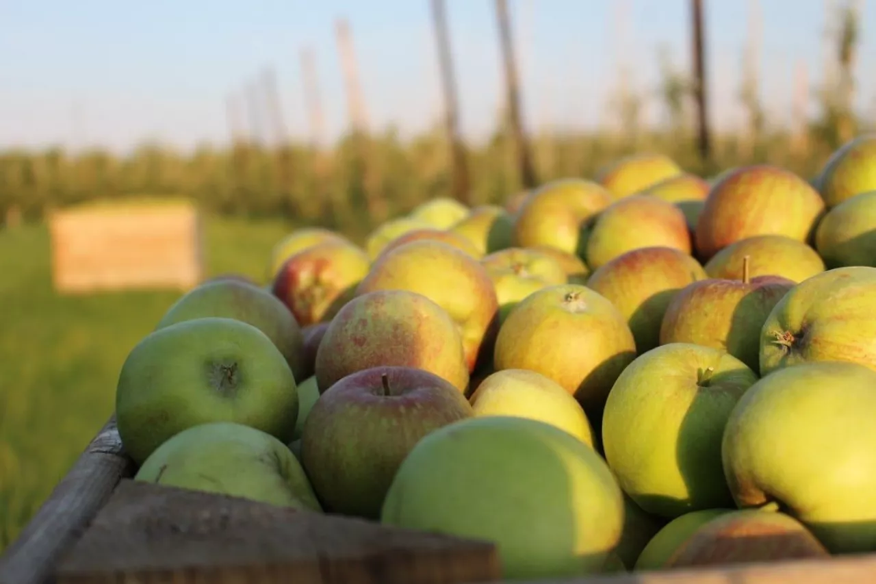 ceny jabłek w przerwyki