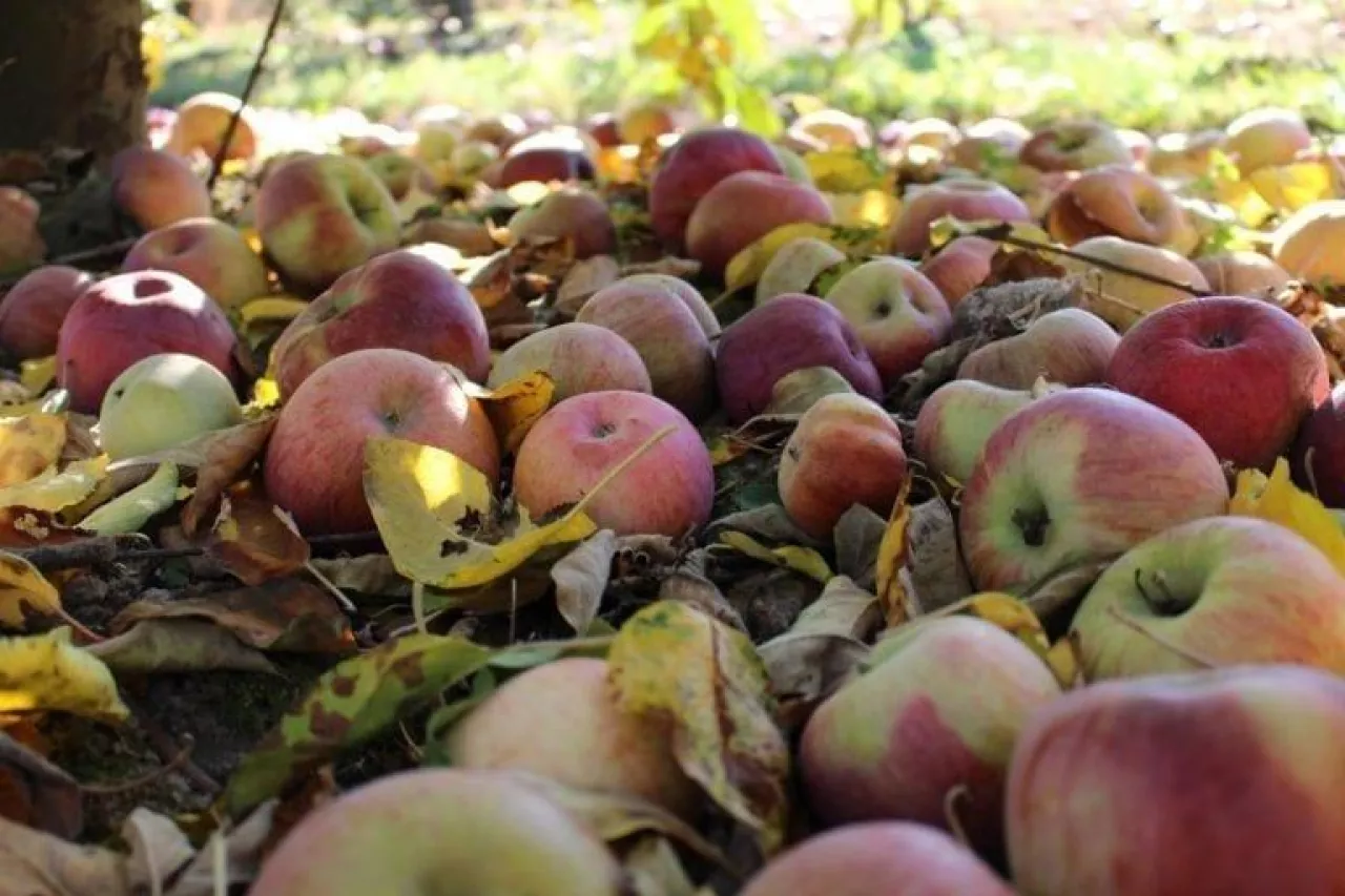 koncentrat jabłkowy