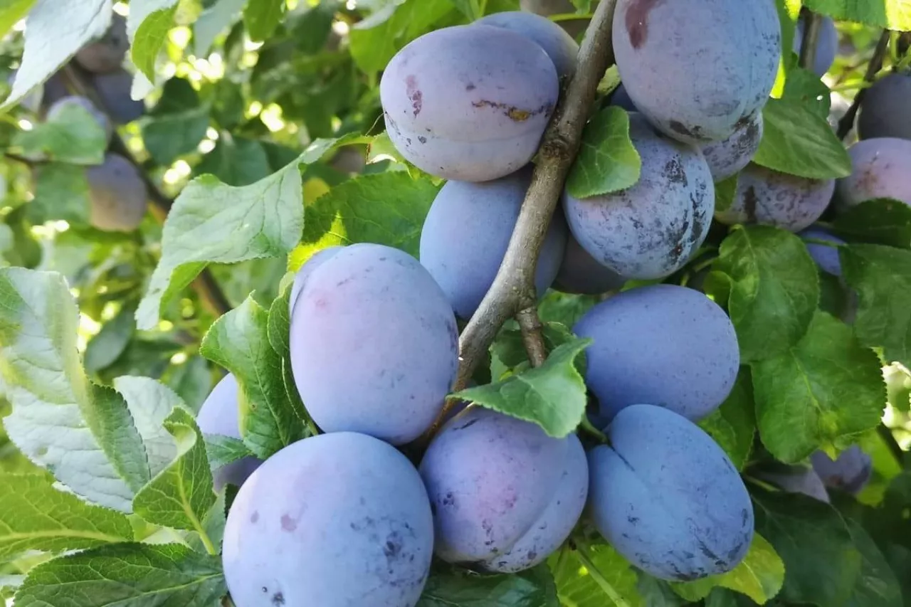 cacanska lepotica cena