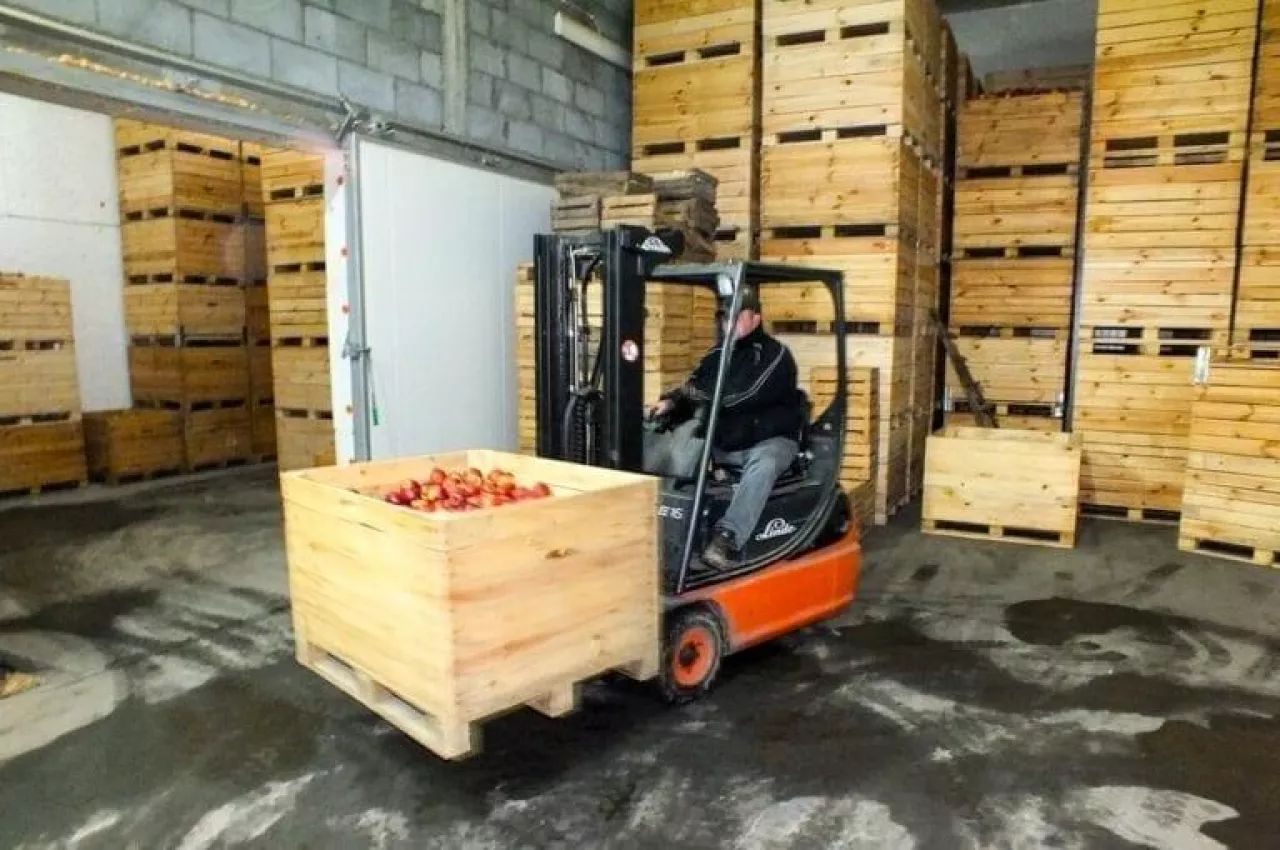 stany magazynowe jabłek