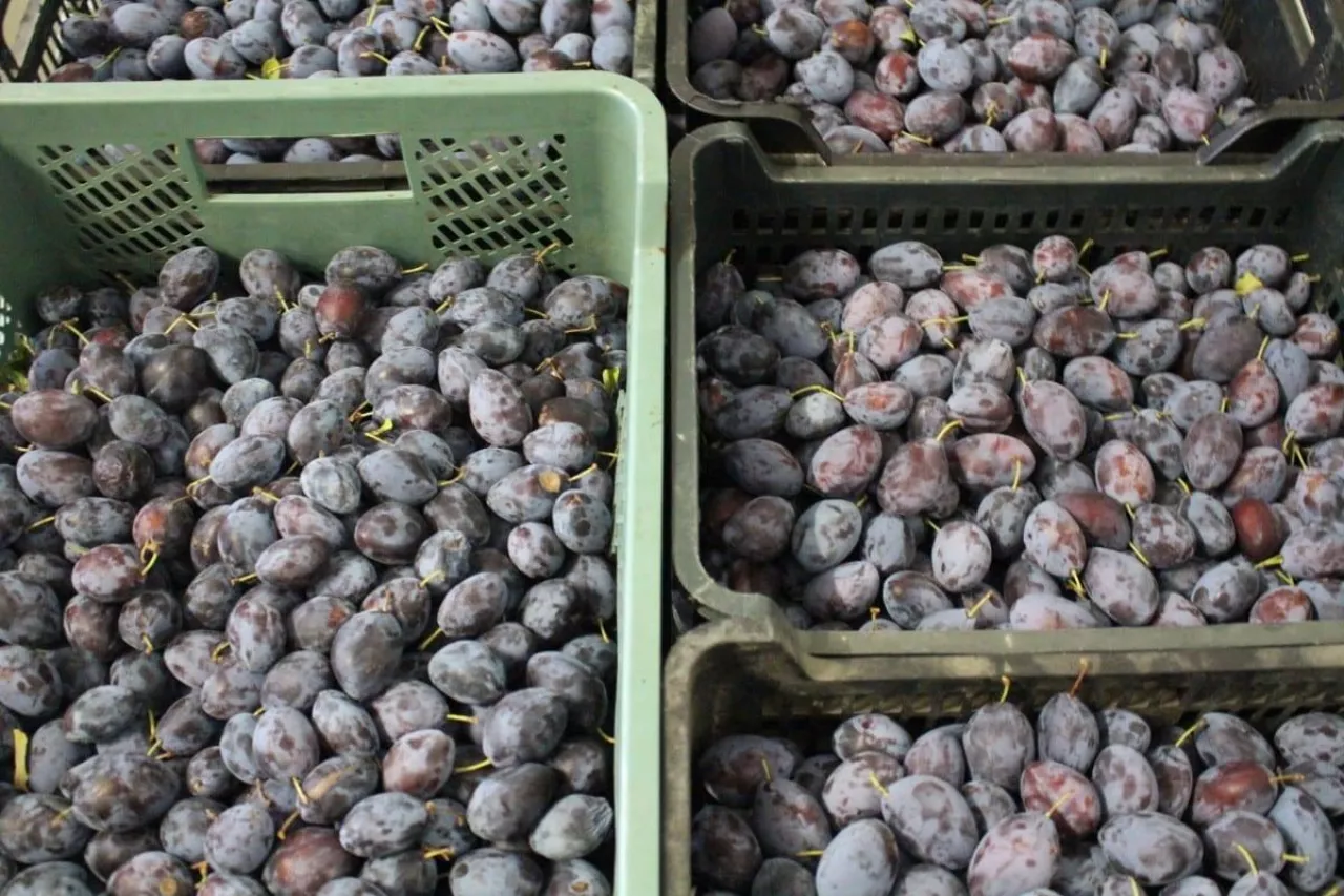 śliwki ceny na rynkach hurtowych