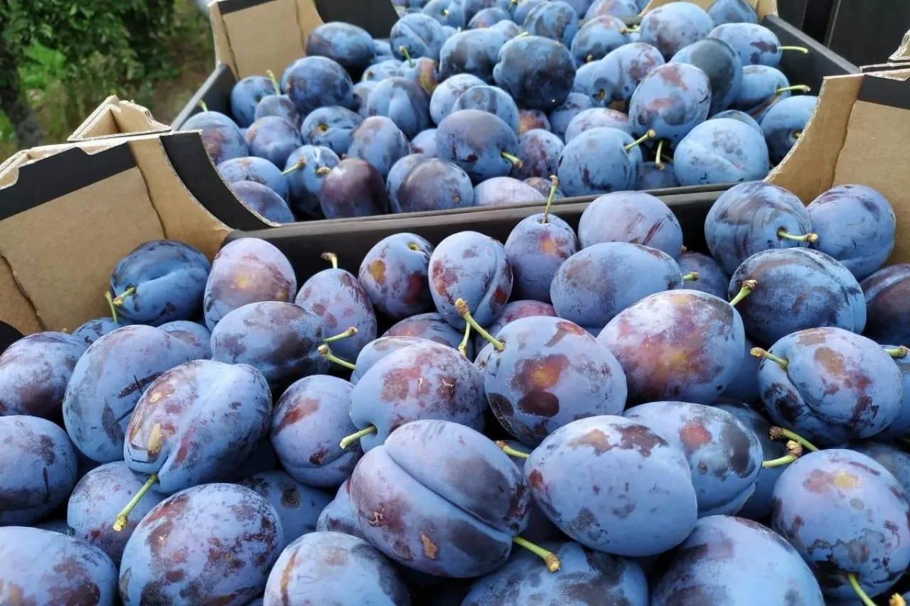 ceny śliwek 30 lipca 2020