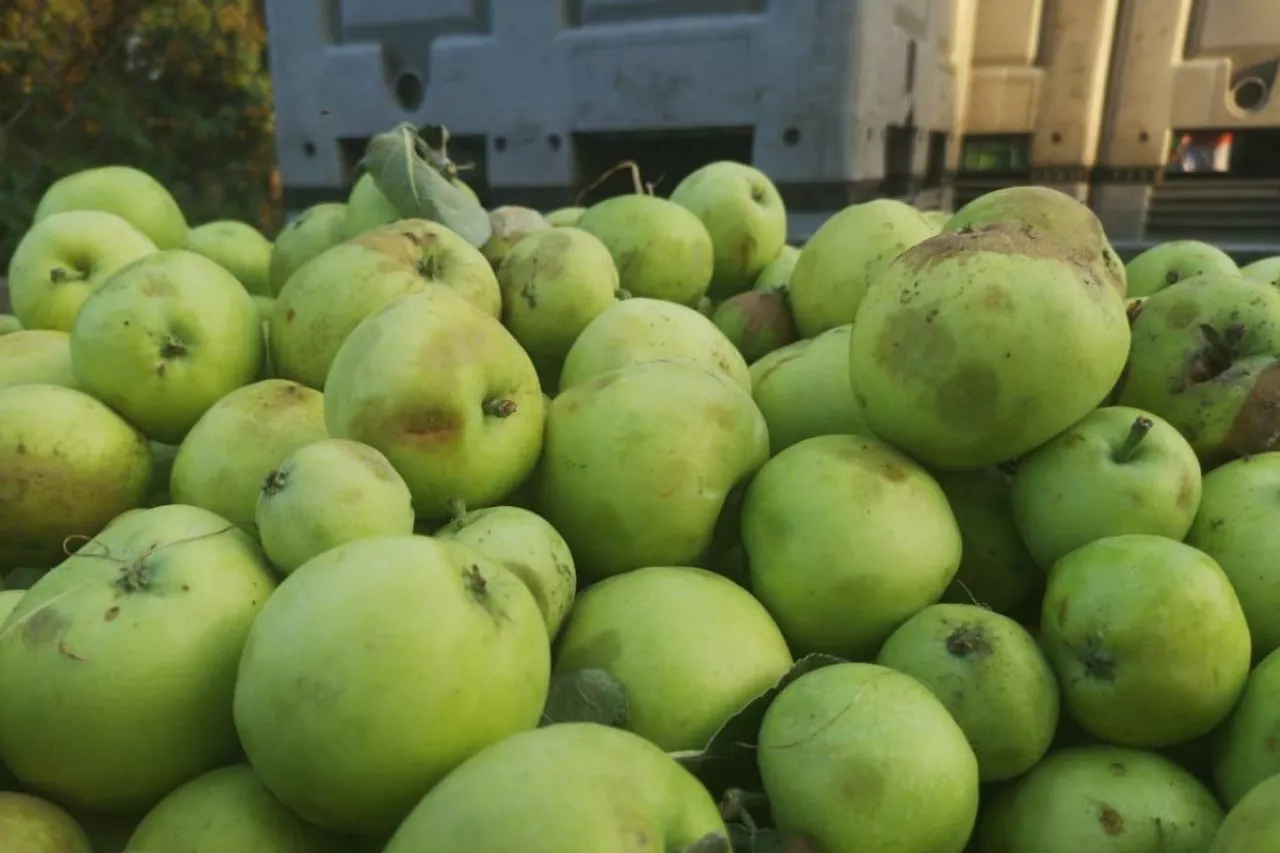 ceny jablek z przerywki