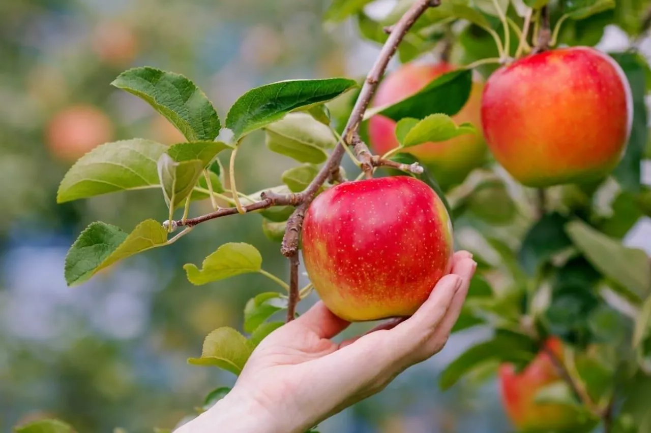 Harvesting apples in the apple orchard.