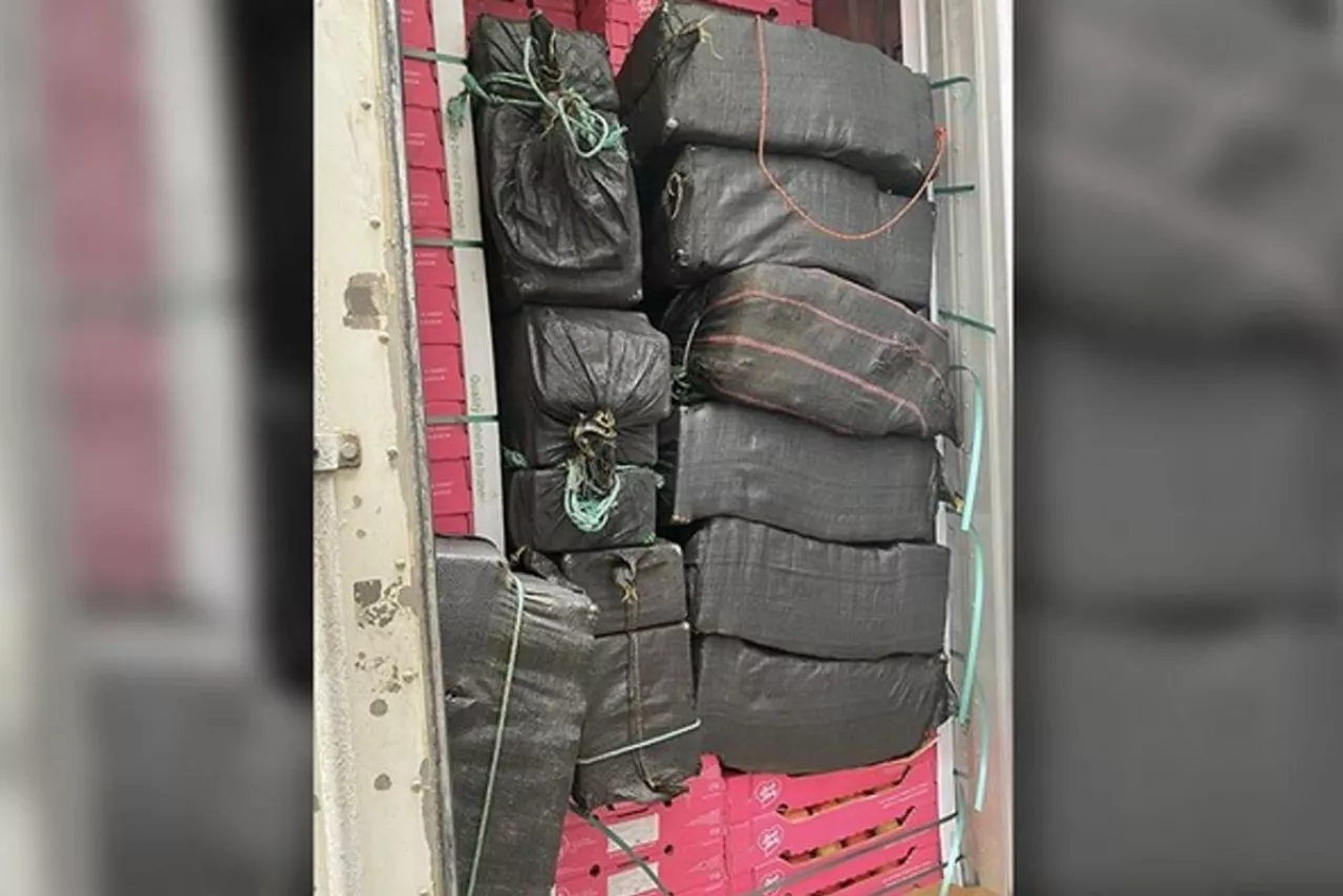 kokaina w jabłkach z chile