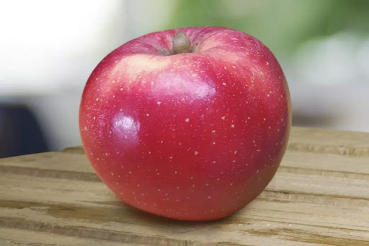 nowa odmiana jabłek