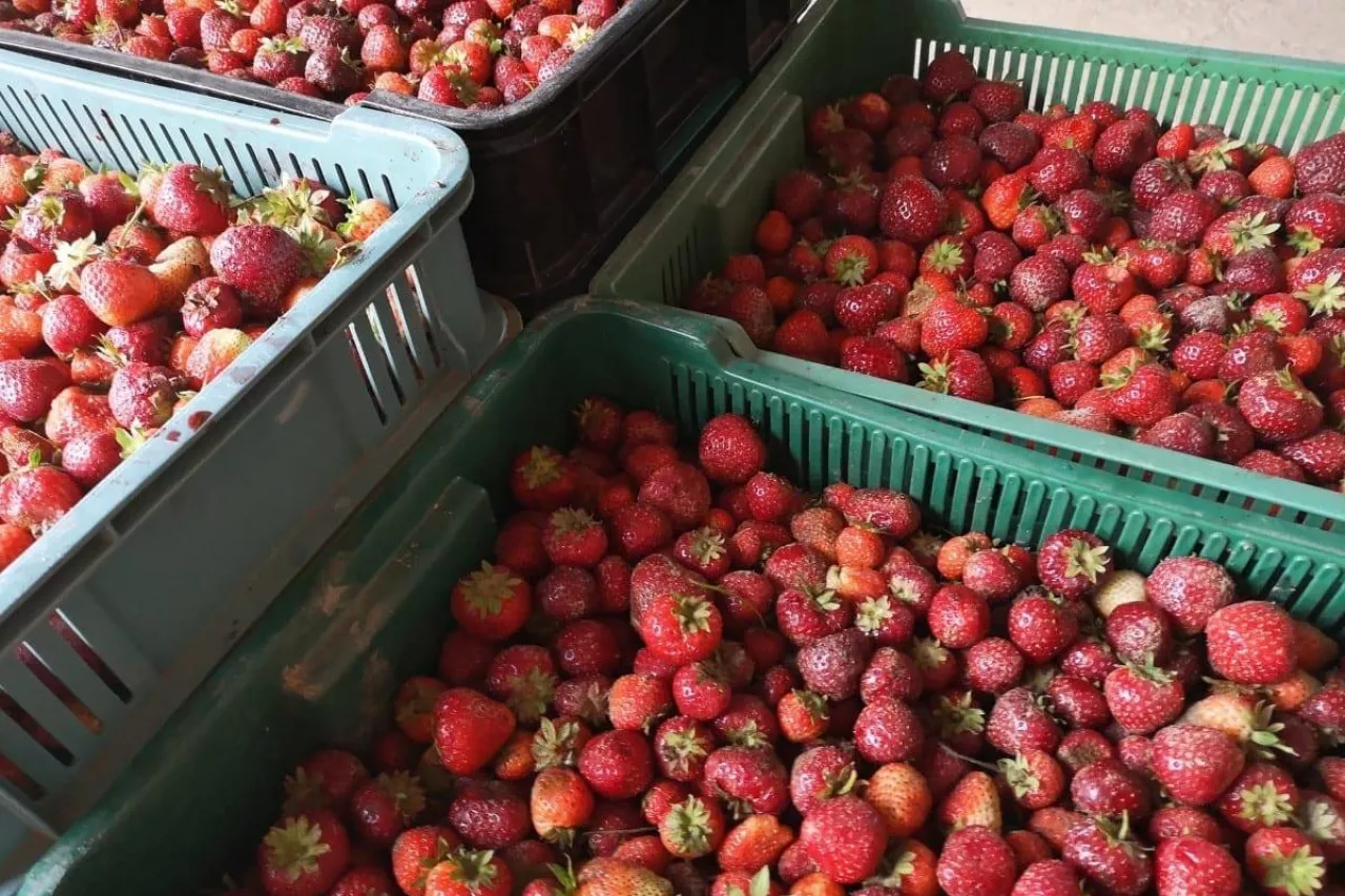 truskawki przemyslowe