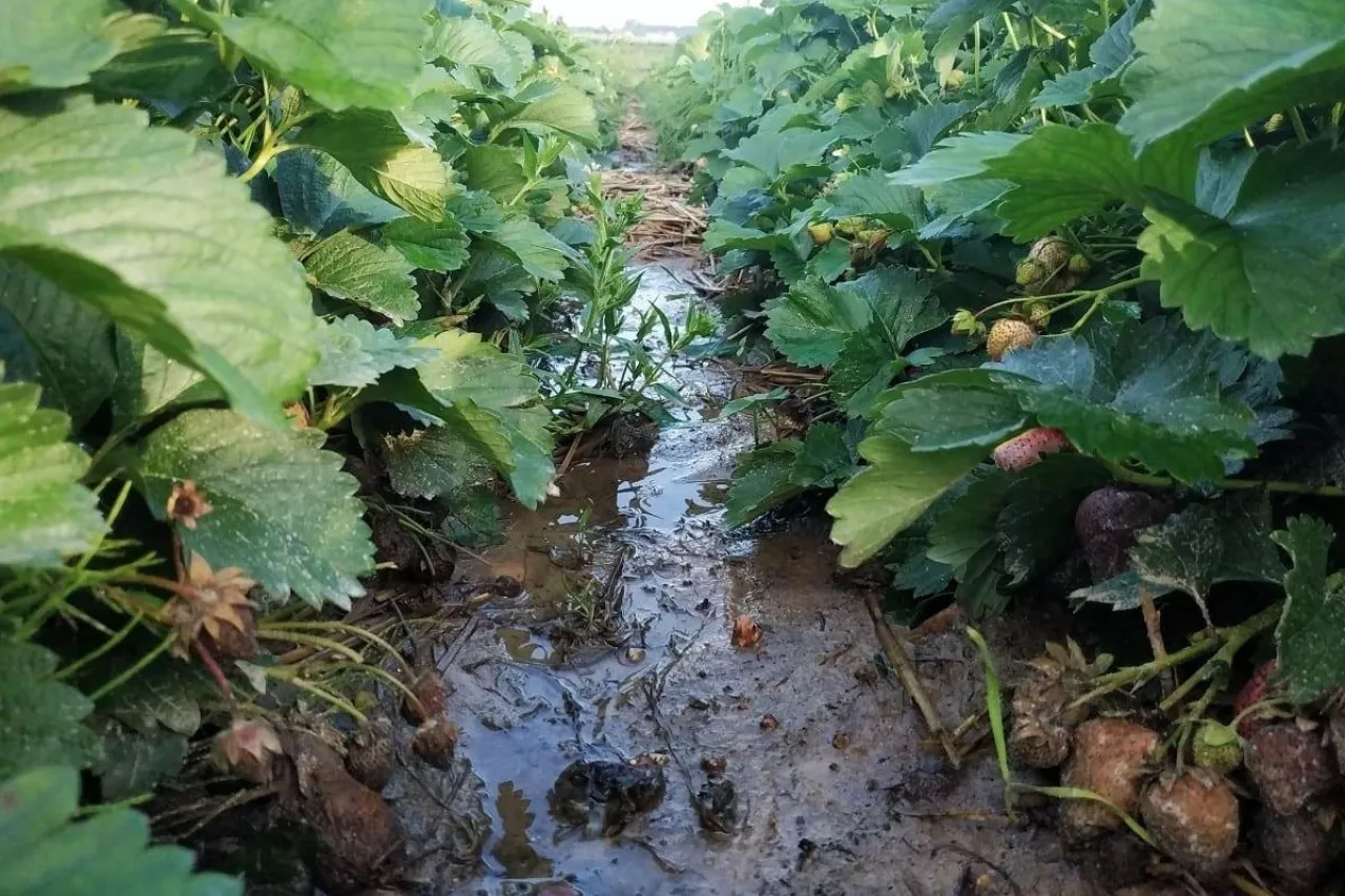 koszenie liści truskawek po zbiorach