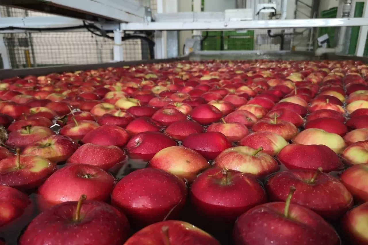 ceny jabłek w tyrolu