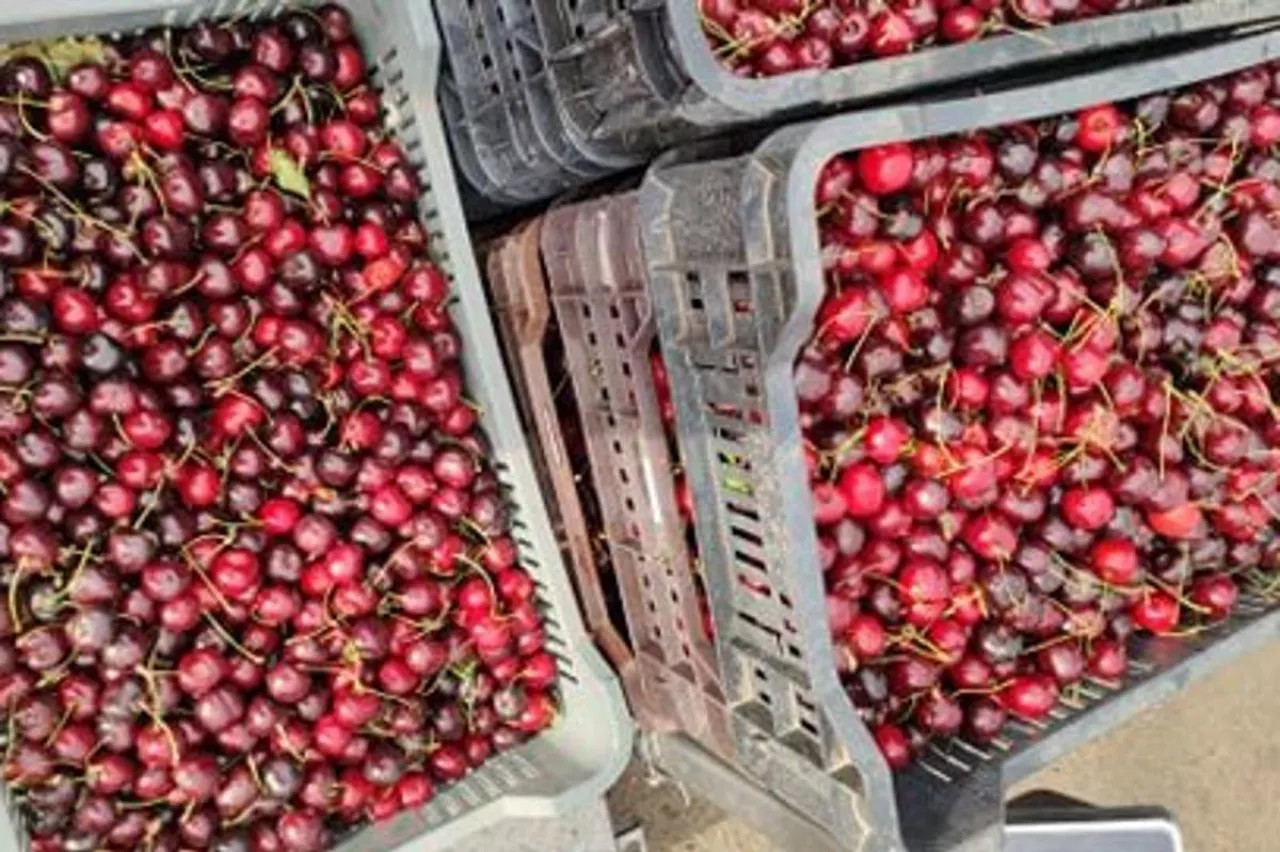 czereśnie z importu