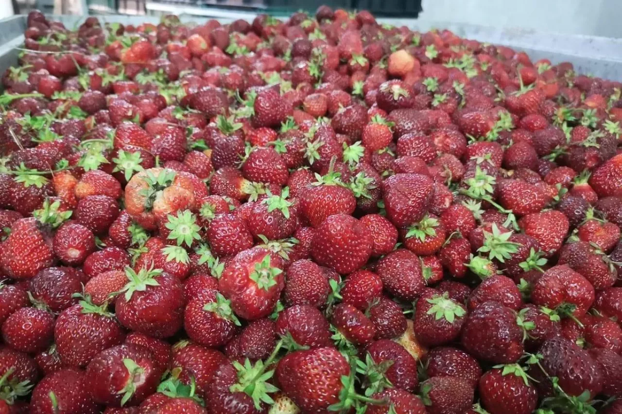 ceny truskawek spadły