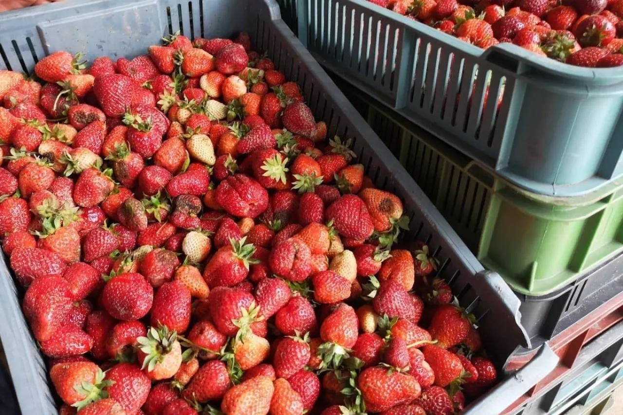ceny truskawek na skupach