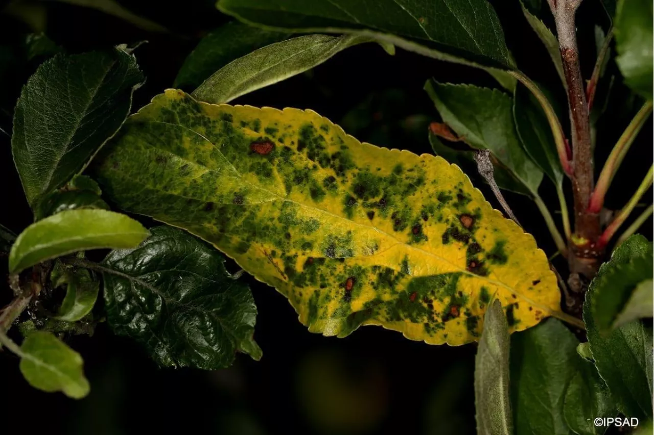 nekrotyczna plamistość liści