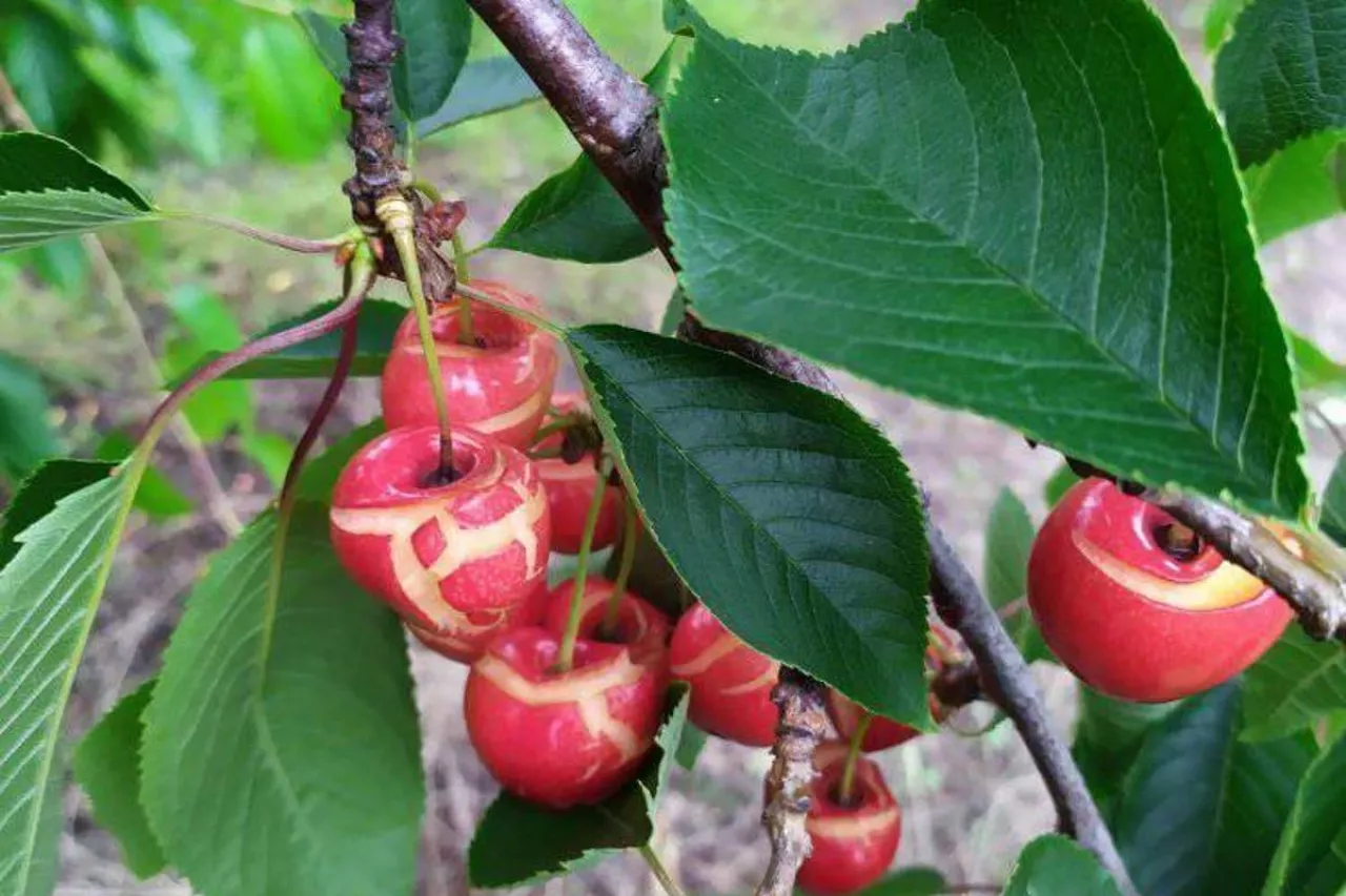 czereśnie pękają