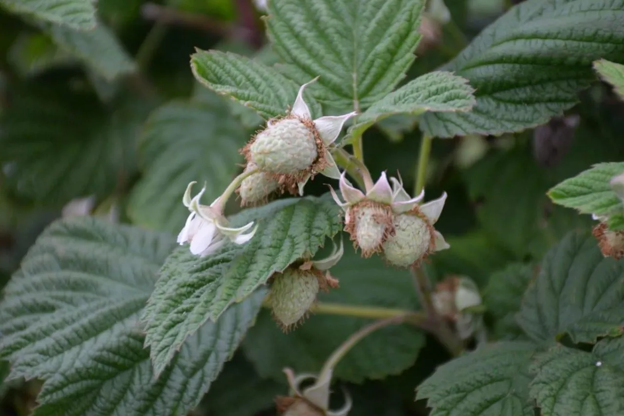 malina komunikat bayer