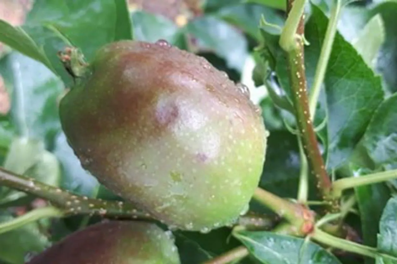 grad 17 czerwca 2020