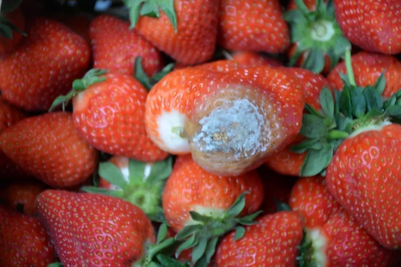 fot. 3. Truskawka plesnienie po zbiorze