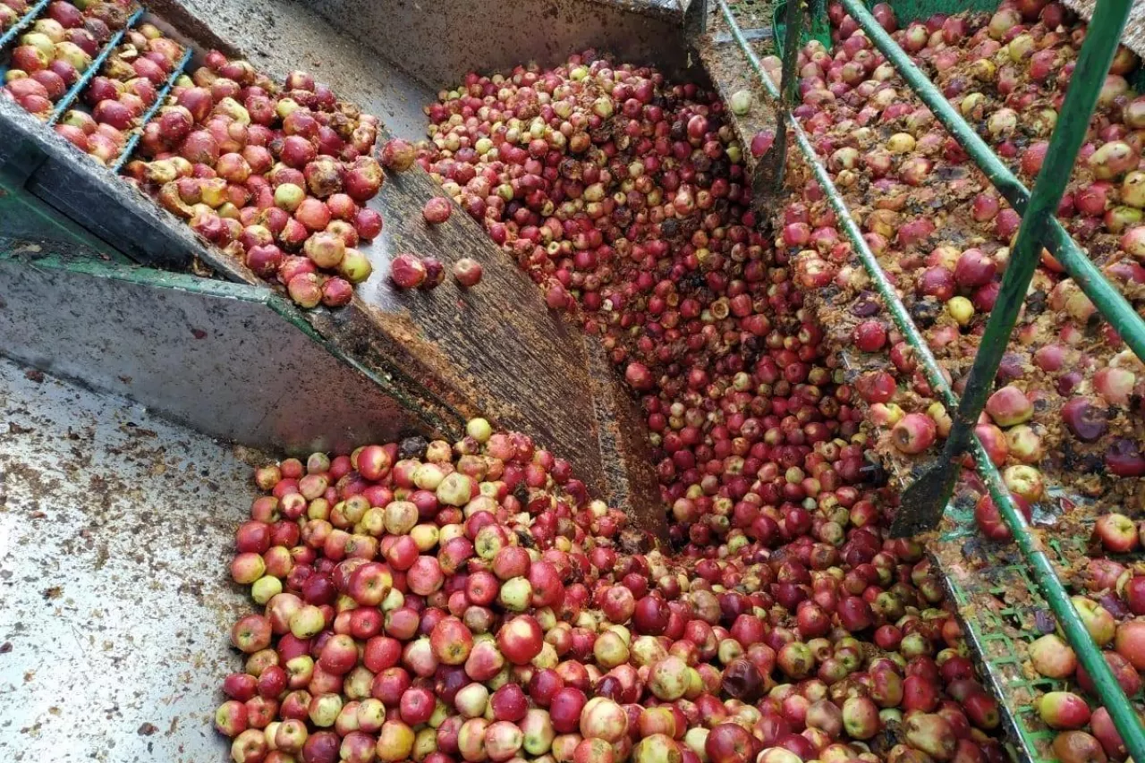 jabłka przemysłowe