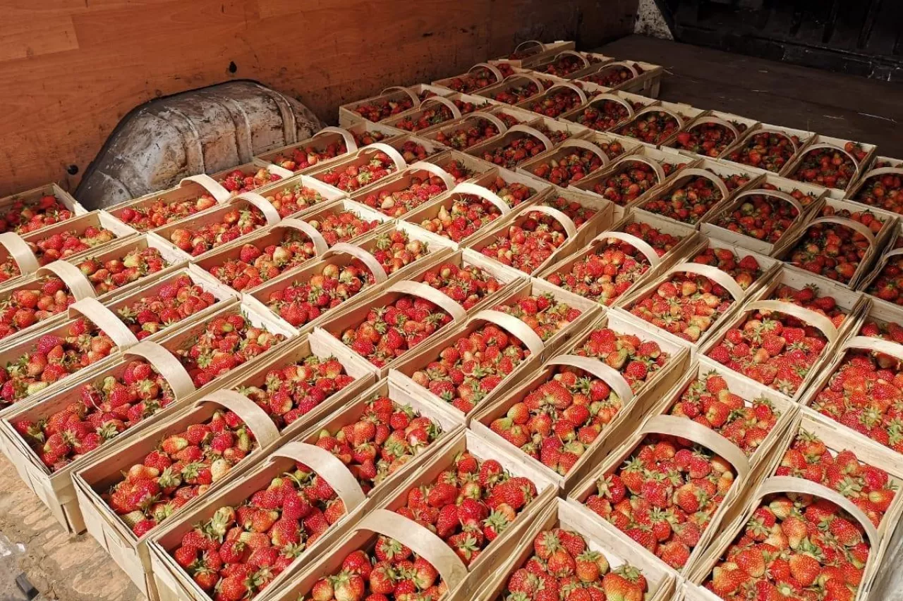 ceny truskawek w hurcie