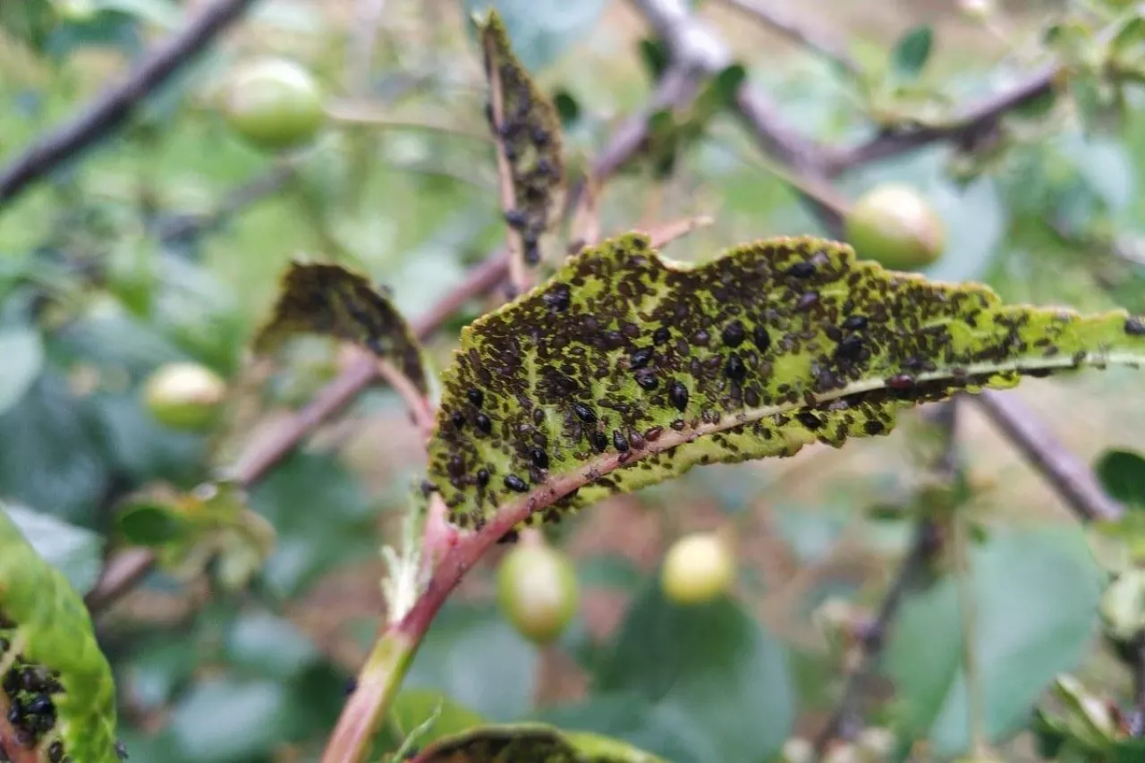 Kolonia mszycy wiśniowo-przytuliowej na liściu