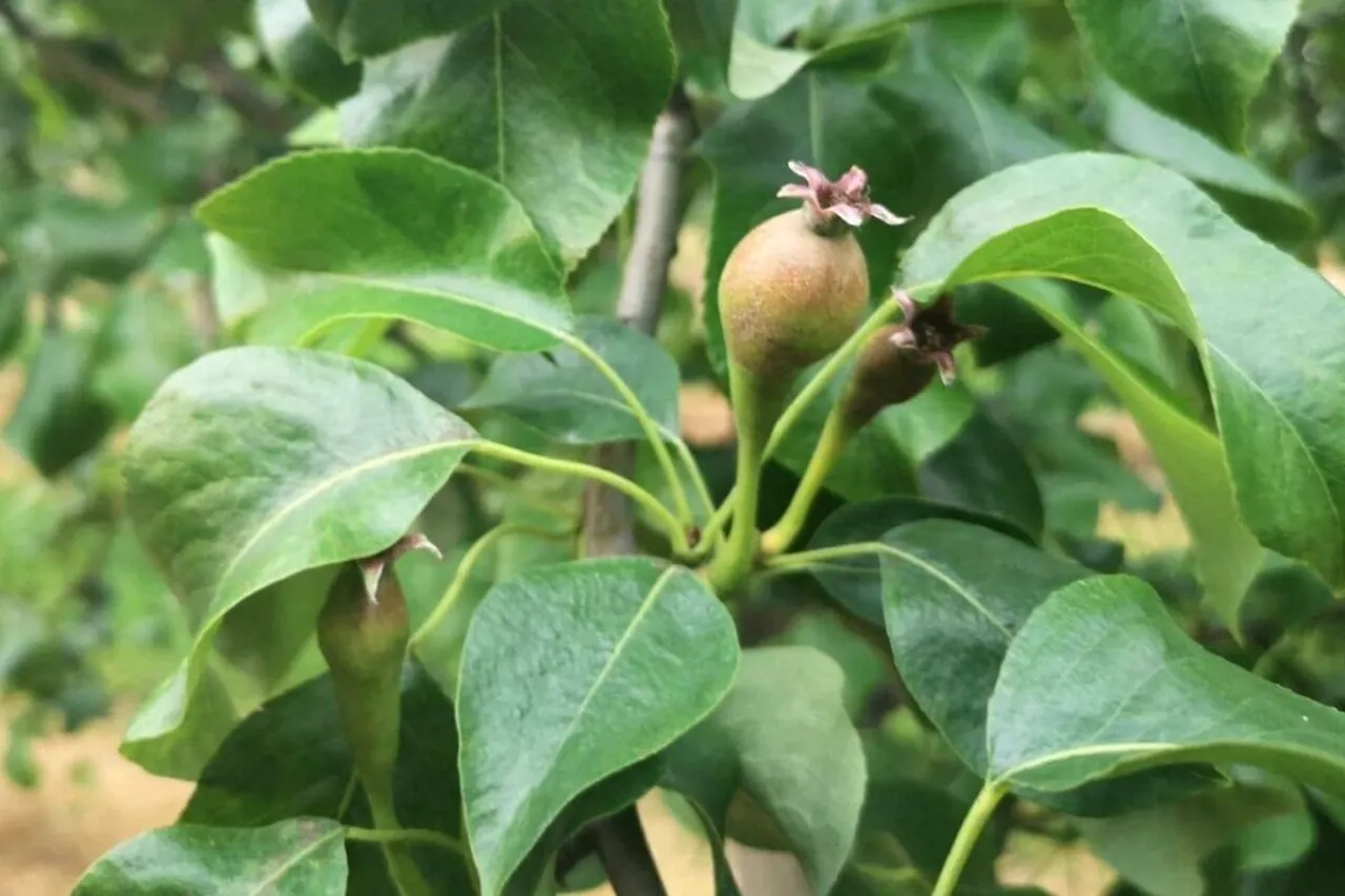 opad konferencji 2020