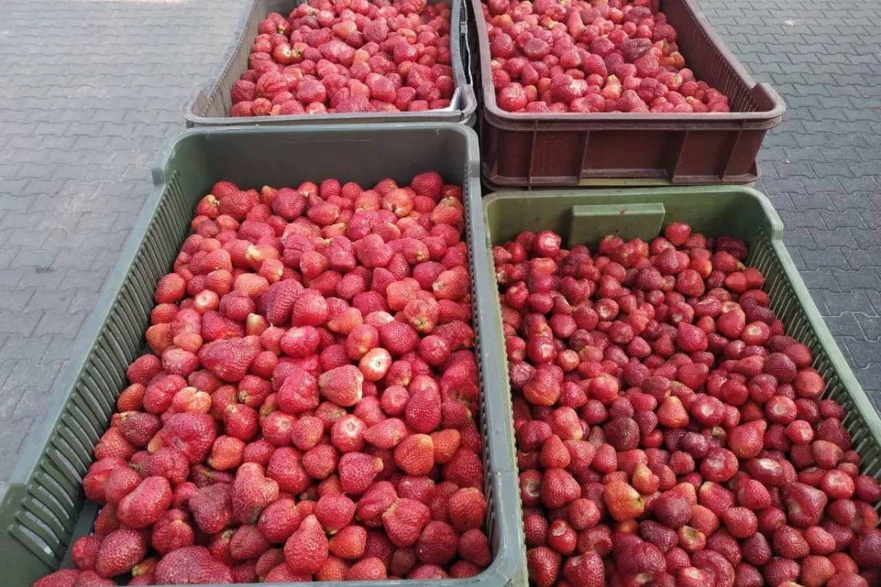 skup truskawek przemysłowych 2020