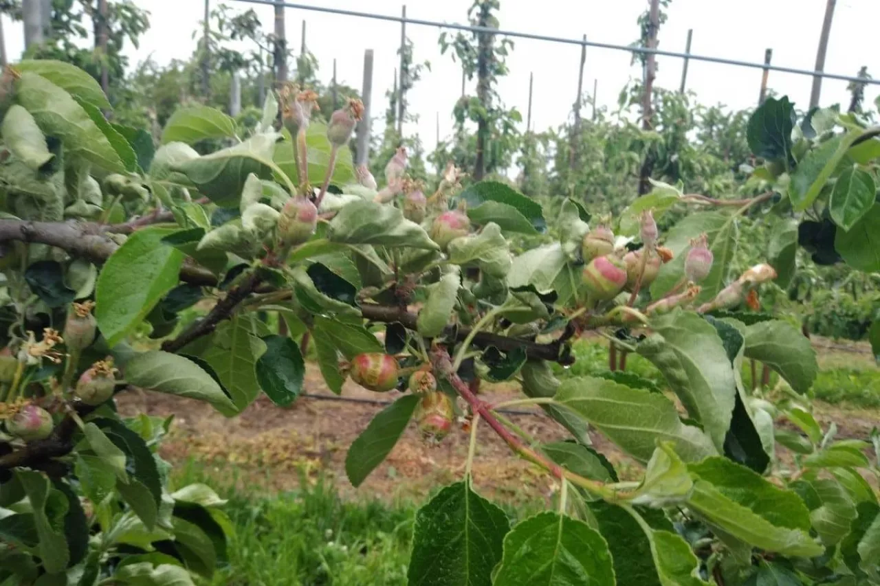 przymrozki w sandomierzu