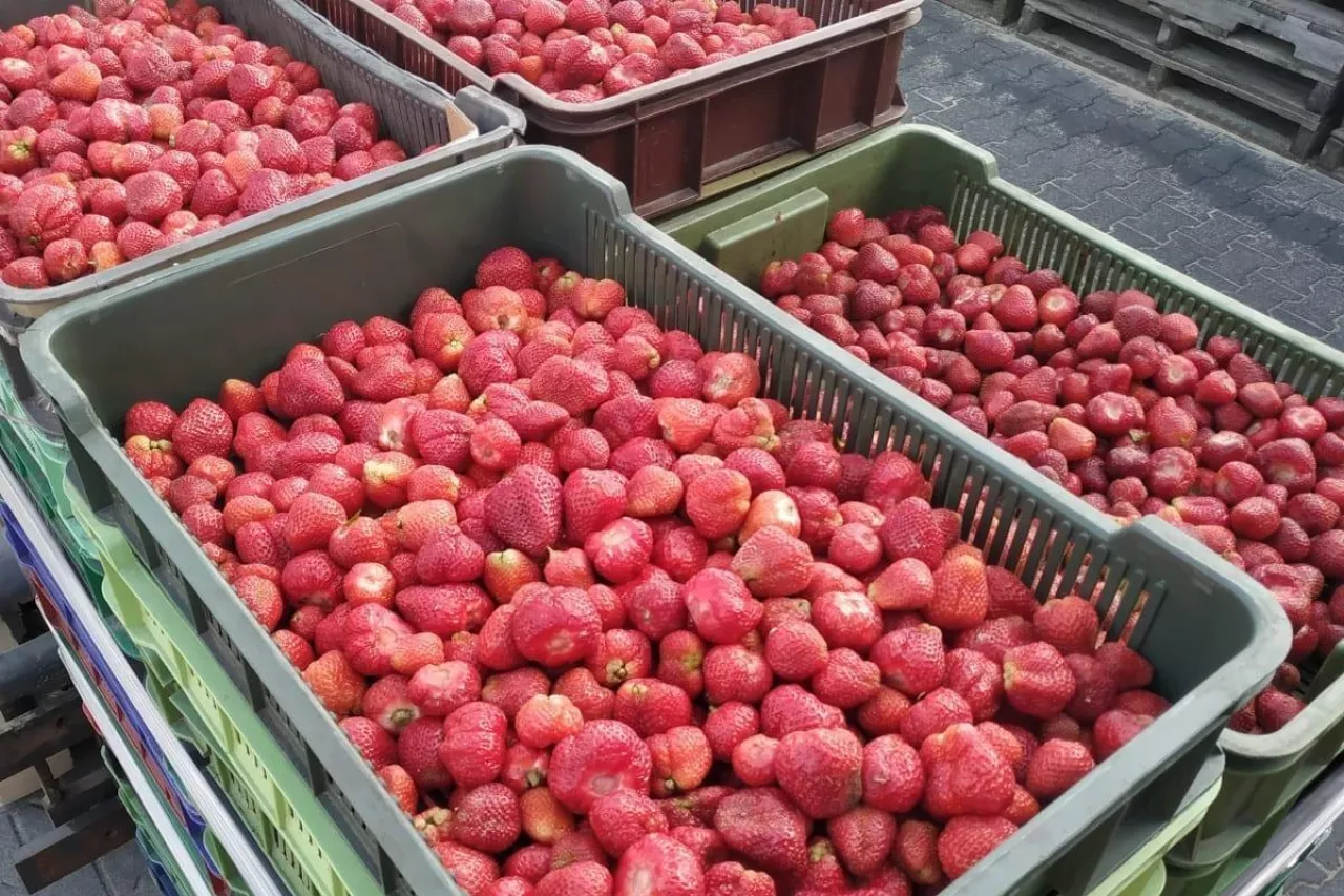 truskawki przemysłowe ceny