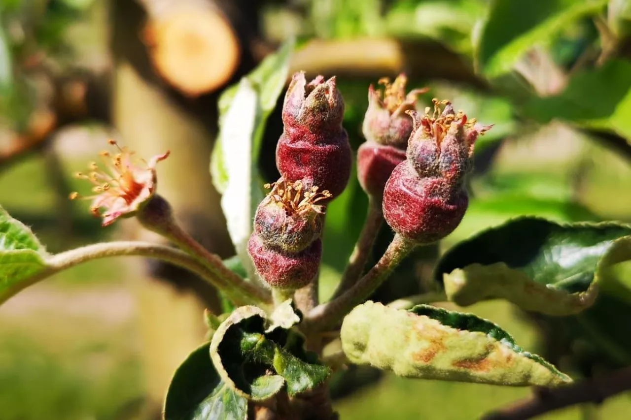 straty po przymrozkach w sadach 2020