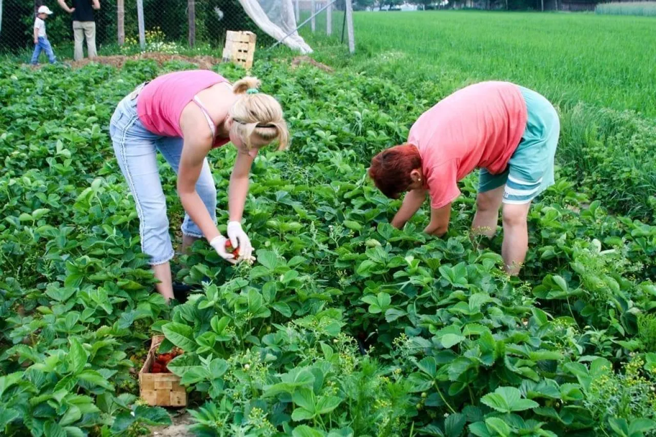 testy na koronawirusa w grojcu