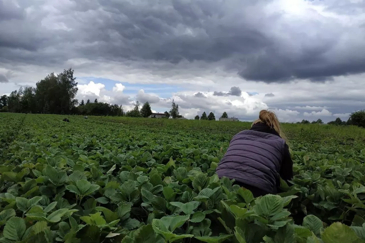 kradzież na plantacji truskawek