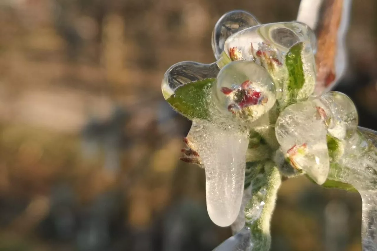 przymrozki w chinach 2020