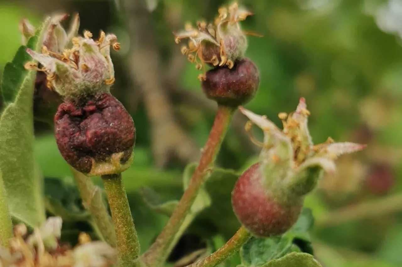 przymrozki w sandomierzu