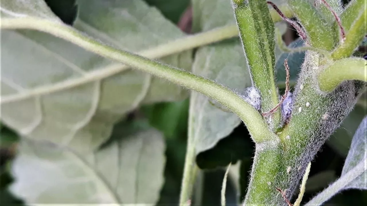 Nowa kolonia bawełnicy korówki założona na młodym przyroście. Należy bardzo szczegółowo przeglądać szczeliny między ogonkiem liściowym, a pędem. Moment migracji młodych larw bawełnicy korówki jest optymalny do zastosowania preparatu Movento 100 SC