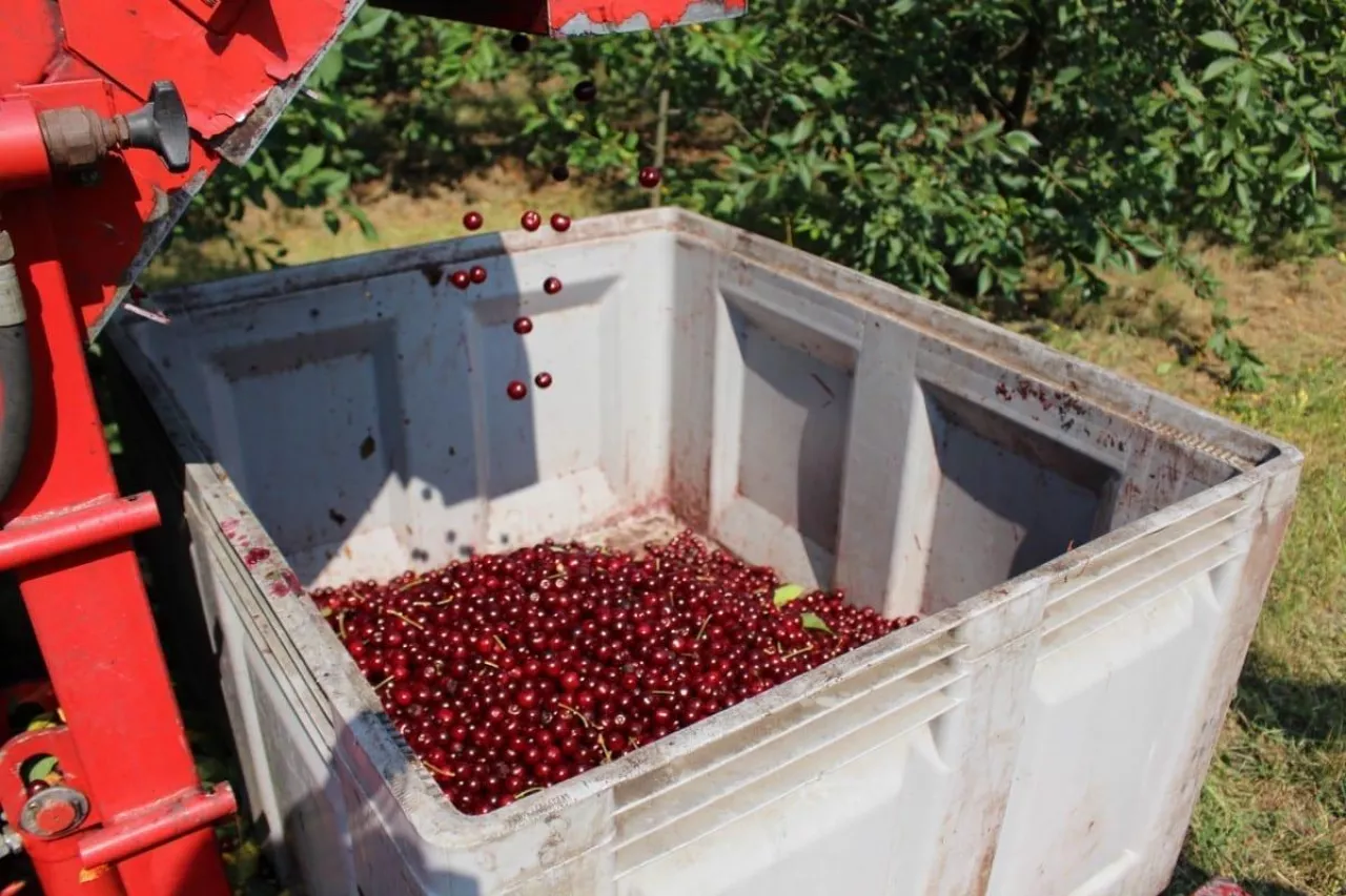 wisnie 2020 na wegrzech