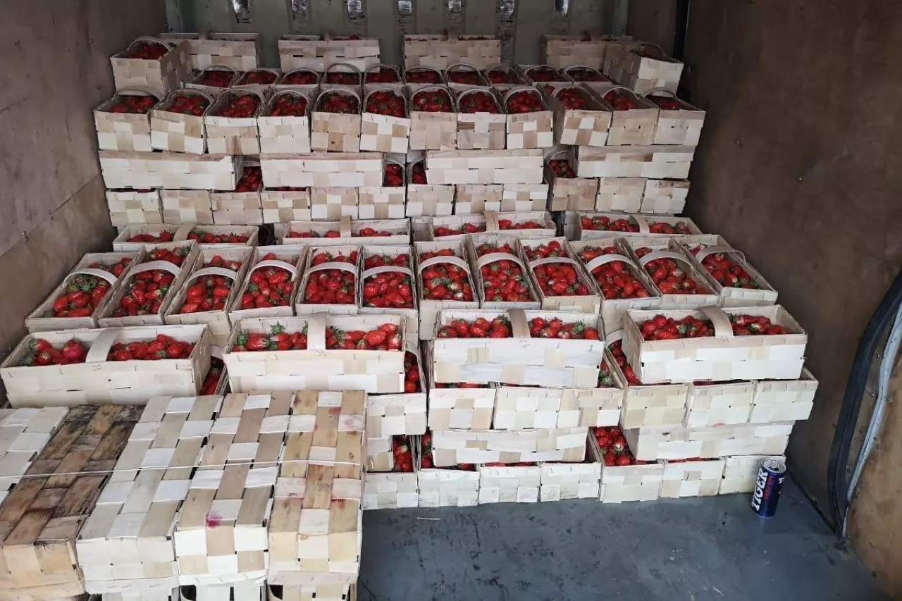 łubianki na truskawki