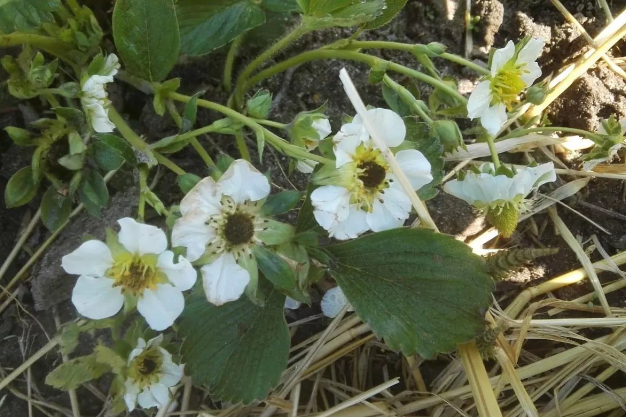 prognoza pogody 2020