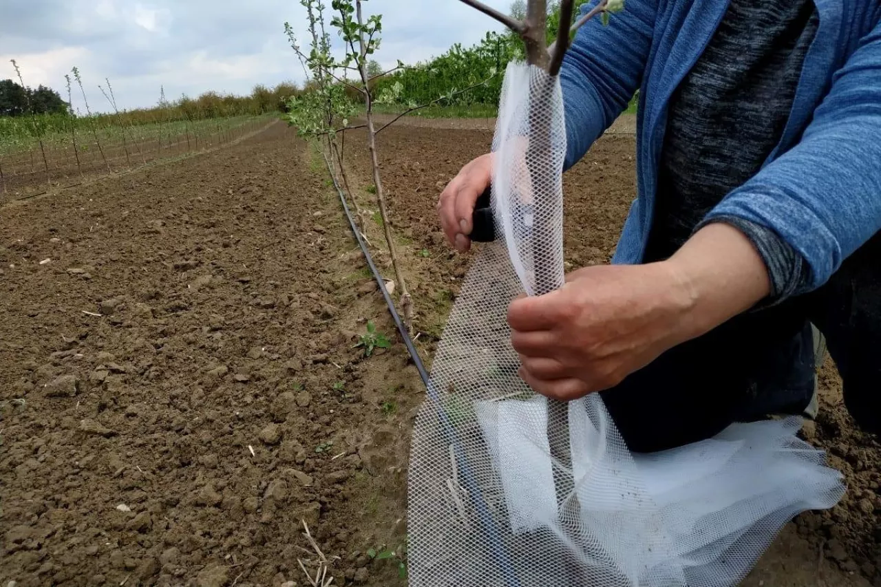 siatka przeciw zajacom