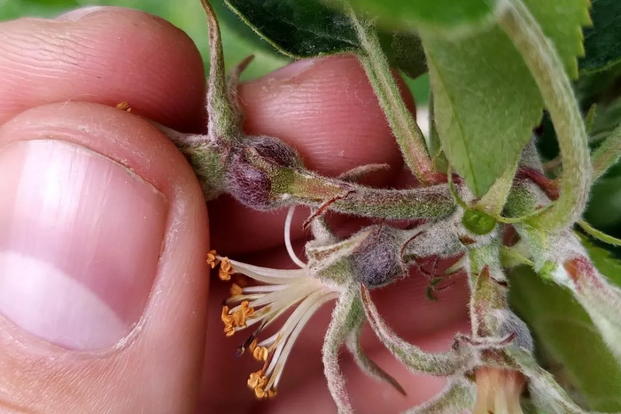 ordzawienia na jabłkach